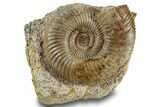 Jurassic Ammonite (Parkinsonia) Fossil - France #244477-1